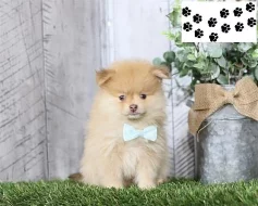 Pomeranian štěňata