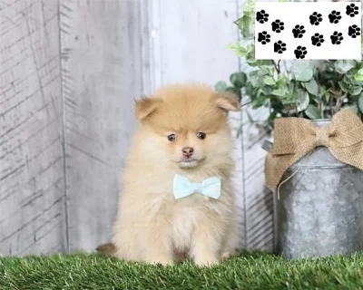 Pomeranian štěňata