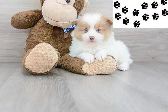 Pomeranian štěňata
