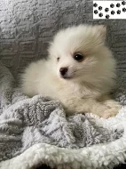 Pomeranian štěňata