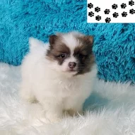 Pomeranian štěňata