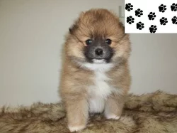 Pomeranian štěňata