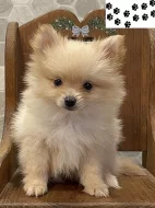 Pomeranian štěňata
