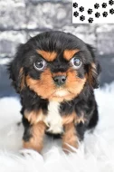 Kavalír King Charles španěl štěňata