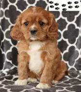 Kavalír King Charles španěl štěňata