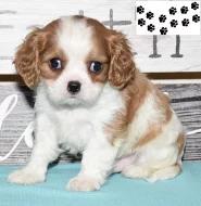 Kavalír King Charles španěl štěňata