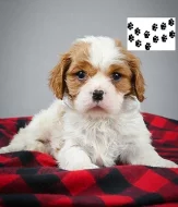 Kavalír King Charles španěl štěňata