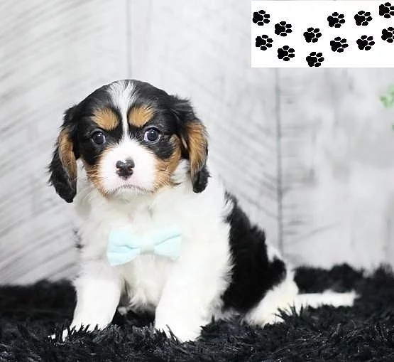 Kavalír King Charles španěl štěňata