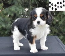 Kavalír King Charles španěl štěňata