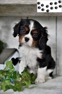 Kavalír King Charles španěl štěňata