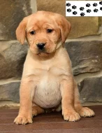 Štěňata labradorského retrívra