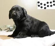 Štěňata labradorského retrívra