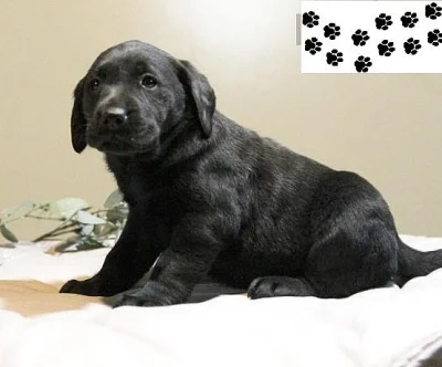 Štěňata labradorského retrívra