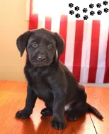 Štěňata labradorského retrívra