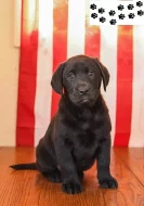 Štěňata labradorského retrívra