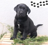 Štěňata labradorského retrívra