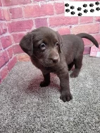 Štěňata labradorského retrívra