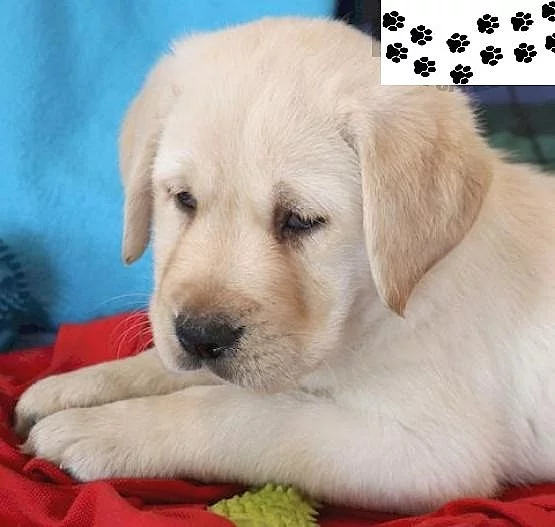 Štěňata labradorského retrívra