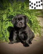 Štěňata labradorského retrívra