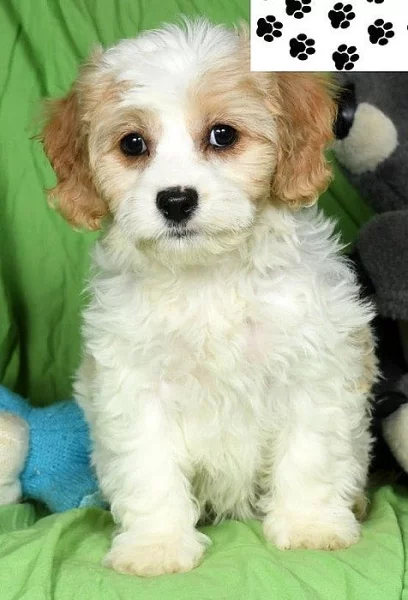 Štěňata Cavachon