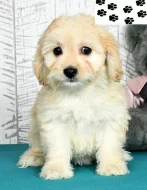 Štěňata Cavachon