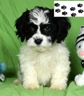 Štěňata Cavachon
