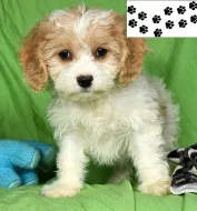 Štěňata Cavachon