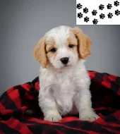 Štěňata Cavachon