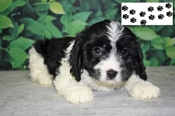 Štěňata Cavachon