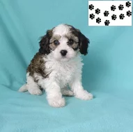 Štěňata Cavachon