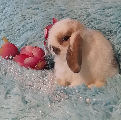 Zakrslí MINI beránci MINILOP s VP - rodiče 1,3 kg MAX!