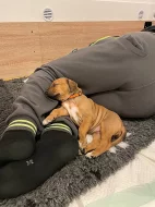 ŠTĚŇÁTKA RHODÉSKÝCH RIDGEBACKŮ