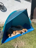 ŠTĚŇÁTKA RHODÉSKÝCH RIDGEBACKŮ