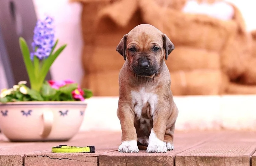 ŠTĚŇÁTKA RHODÉSKÝCH RIDGEBACKŮ