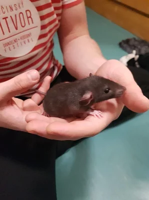 Potkánci