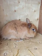 Prodám zakrslé králíky