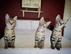 Rozkošná koťátka Serval a Savannah