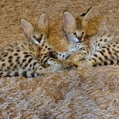 Rozkošná koťátka Serval a Savannah