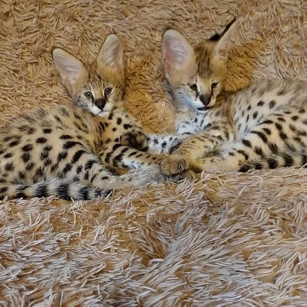 Rozkošná koťátka Serval a Savannah
