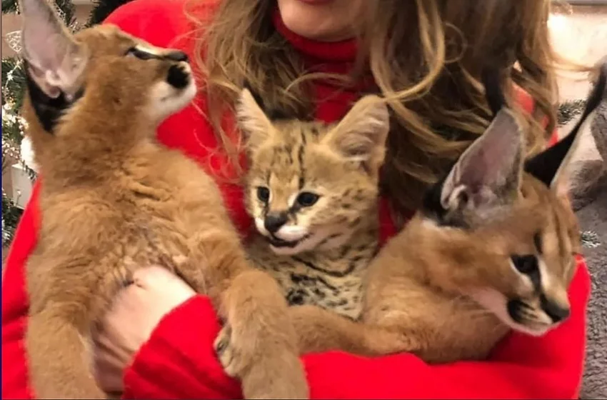 Krásná koťátka Caracal.
