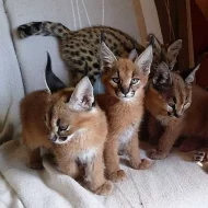 Krásná koťátka Caracal.
