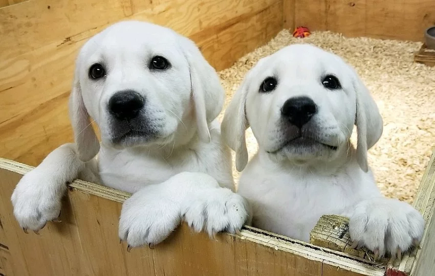 Doma vycvičená štěňata labradorského retrívra