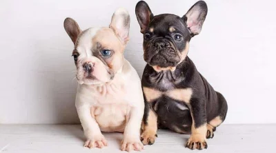 Štěňata francouzského buldočka k adopci