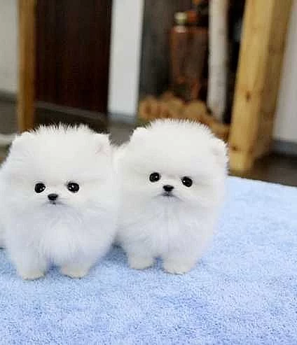 Roztomilý šálek velikosti Pomeranian štěňata