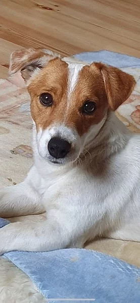 Jack Russell teriér