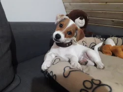 Jack Russell teriér