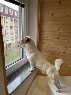 Jack Russell teriér