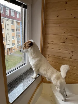 Jack Russell teriér
