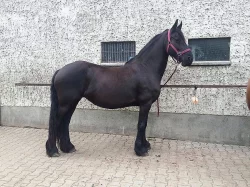 fríský kůň a valach
