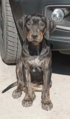 Catahoula